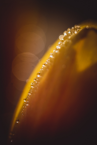 Close up of water droplets on yellow tulip